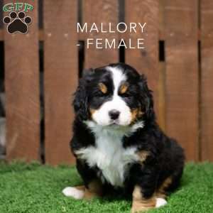 Mallory, Bernese Mountain Dog Puppy